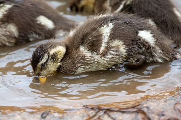 Lone Yellow Billed Ducklings Swimming Surface Pond — Stock Photo, Image