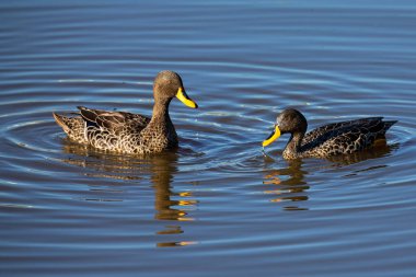 Bir çift sarı gagalı ördek, kur yapmakla meşgul küçük bir gölette.