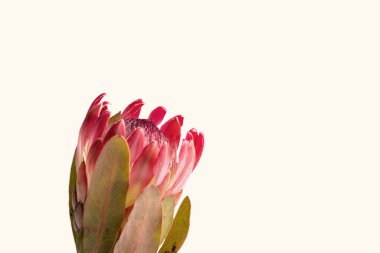 Beyaz arkaplanda izole edilmiş bir protea çiçeğinin yakın çekimi
