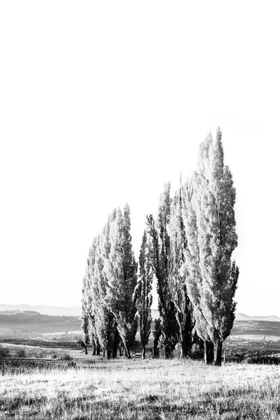 Stand Poplar Trees Meadow Short Gras Monochrome High Key — Stock Photo, Image