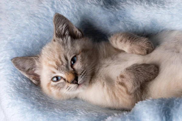 Beau Chaton Gris Rayé Dormant Paisiblement Dans Une Couverture Moelleuse — Photo