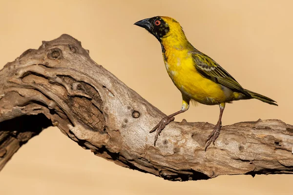 Southern Masked Weaver Male Sitting Dead Branch Looking Some Food — Stock Photo, Image