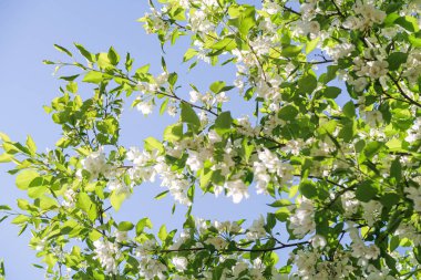 Mavi gökyüzüne karşı elma kiraz beyaz çiçekler. Doğa bahar.