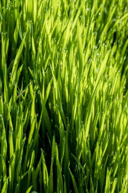 Güneşte yeşil çim, yağmur damlaları bokeh arka plan