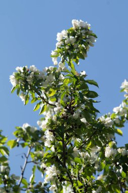 Mavi gökyüzünde yeşil yaprakları olan bir elma ağacının beyaz çiçekleri.