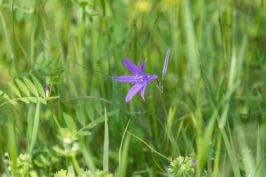 Yeşil çim mavi çiçek Campanula.