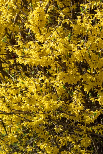 Flores Fábrica Mimosa Amarela Perto — Fotografia de Stock