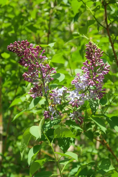 Arbre Lilas Fleurs Violet Dans Les Feuilles Vertes Paysage Printanier — Photo