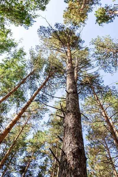 Bosque Pinos Verano Vista Desde Fondo Hasta Cielo —  Fotos de Stock