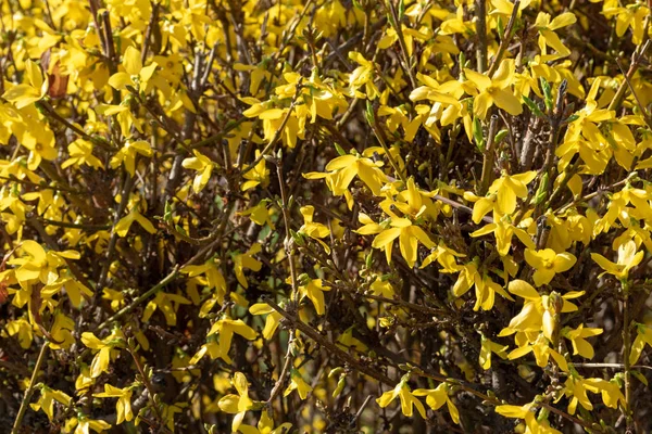 Plante Fleurs Mimosa Jaune Gros Plan — Photo