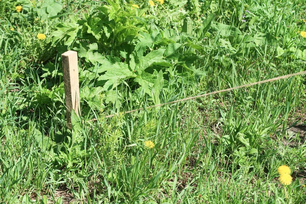 Wooden Stake Ground Rope Green Grass — Stock Photo, Image