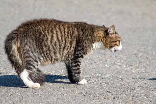 野生家猫在街上 大自然 — 图库照片