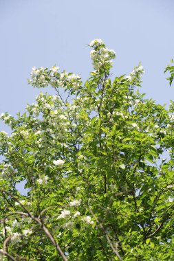 Mavi gökyüzüne karşı elma kiraz beyaz çiçekler. Doğa bahar.