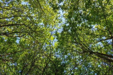 Mavi gökyüzü, bahar doğa karşı aşağıda ağaçlar görünümü yeşil yaprakları.