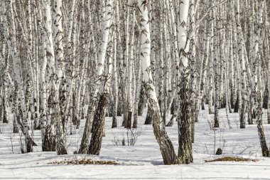 Huş ağacı orman kış manzarası.