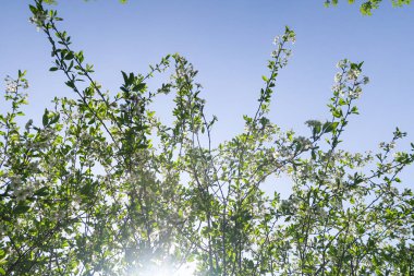 Mavi gökyüzüne karşı elma kiraz beyaz çiçekler. Doğa bahar.