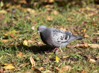 Yabani güvercin, sarı yapraklar çimlerde.