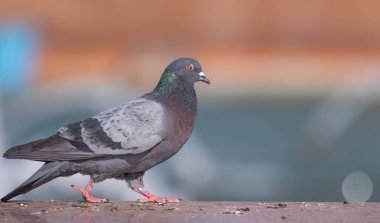 Vahşi gri mavi yakın yukarı, bulanık bir arka planda oturuyor.