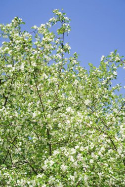 Bahar yeşili bahçe. Elma ağaçları mavi gökyüzüne karşı çiçek açtı.