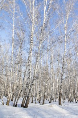 Huş ağacı orman kış manzarası.