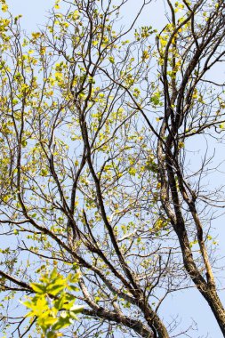 Sonbahar mavi gökyüzünün arka planında çıplak dallar.