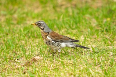 Yeşil çim içinde Song Thrush. Doğa kuşlar WESTA.