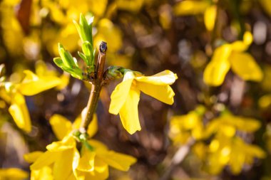 Sarı Mimoza bitki çiçekleri yakın