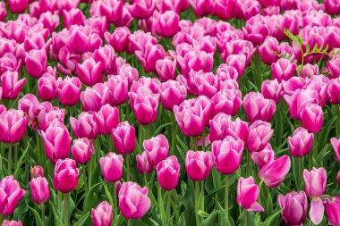 Çiçekler yeşil bir tarlada mor laleler, çiçek tarlaları.