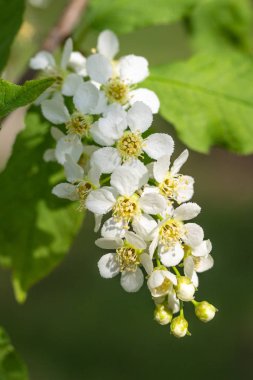 Ağacın yeşil yaprakları beyaz kiraz çiçekler.