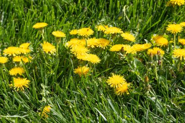 Yeşil çim, bahar sahne sarı karahindiba çiçek.