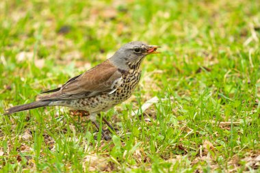 Yeşil çim içinde Song Thrush. Doğa kuşlar WESTA.