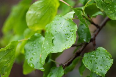 Bahar bir ağacın doğa yeşil yaprakları.