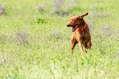 Av kırmızı köpek yeşil çim üzerinde çalışır. Yaz yeşili çayır.