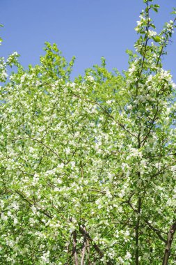 Bahar yeşili bahçe. Elma ağaçları mavi gökyüzüne karşı çiçek açtı.