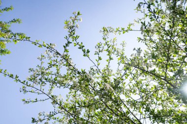 Mavi gökyüzüne karşı elma kiraz beyaz çiçekler. Doğa bahar.