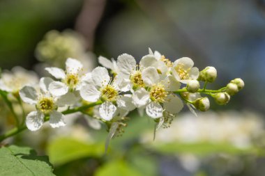 Ağacın yeşil yaprakları beyaz kiraz çiçekler.