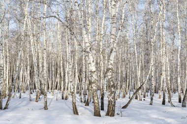 Huş ağacı orman kış manzarası.