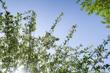 Mavi gökyüzüne karşı elma kiraz beyaz çiçekler. Doğa bahar.