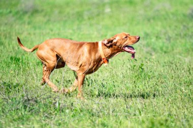 Av kırmızı köpek yeşil çim üzerinde çalışır. Yaz yeşili çayır.
