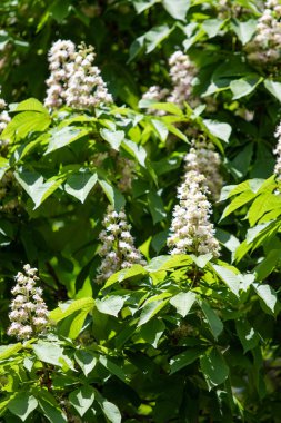 Yeşil yeşillik ile beyaz kestane çiçekleri.