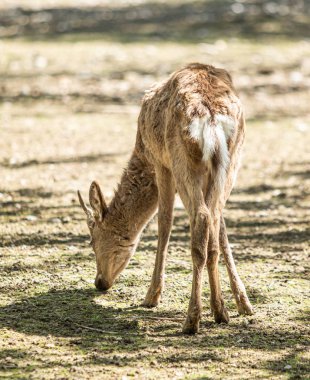 Kuru zemin yaz geyik.