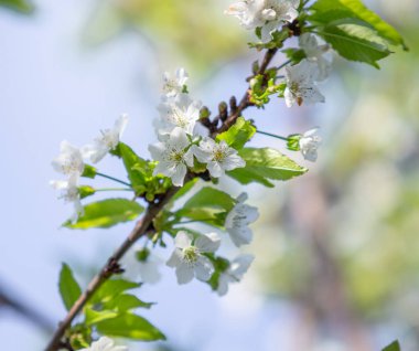 Bulanık gökyüzüne karşı yeşil yaprakları olan bir elma ağacının beyaz çiçekleri.