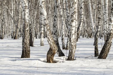 Huş ağacı orman kış manzarası.
