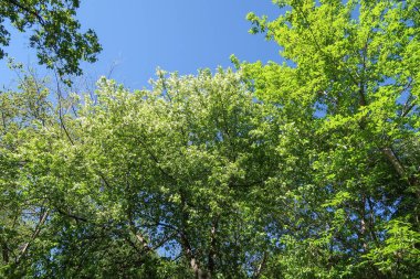 Mavi gökyüzü, bahar doğa karşı aşağıda ağaçlar görünümü yeşil yaprakları.