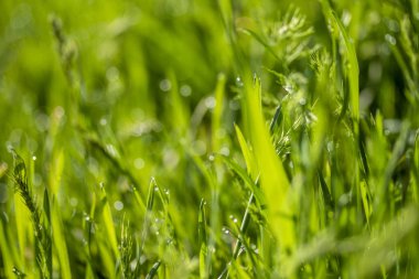 Güneşte yeşil çim, yağmur damlaları bokeh arka plan