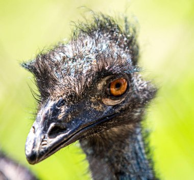 Gri devekuşu kuşu yaklaş.