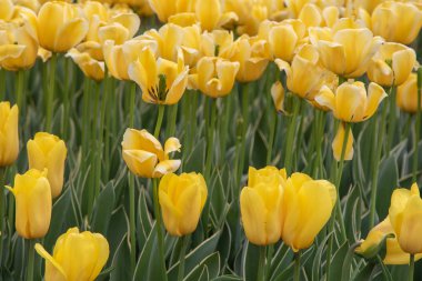 Yeşil bir tarlada sarı laleler, çiçek tarlaları..