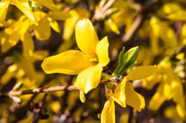 Sarı Mimoza bitki çiçekleri yakın