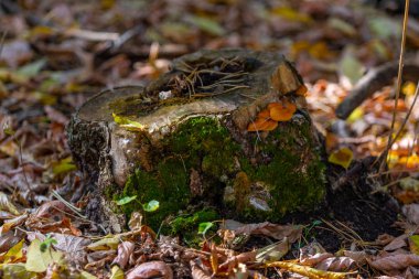 Sonbahar manzarası, eski bir kütükteki mantarlar..