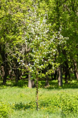 Çiçeklenme elma bahçesi. Elma ağaçları beyaz çiçekler, yeşil yaprakları yakın.